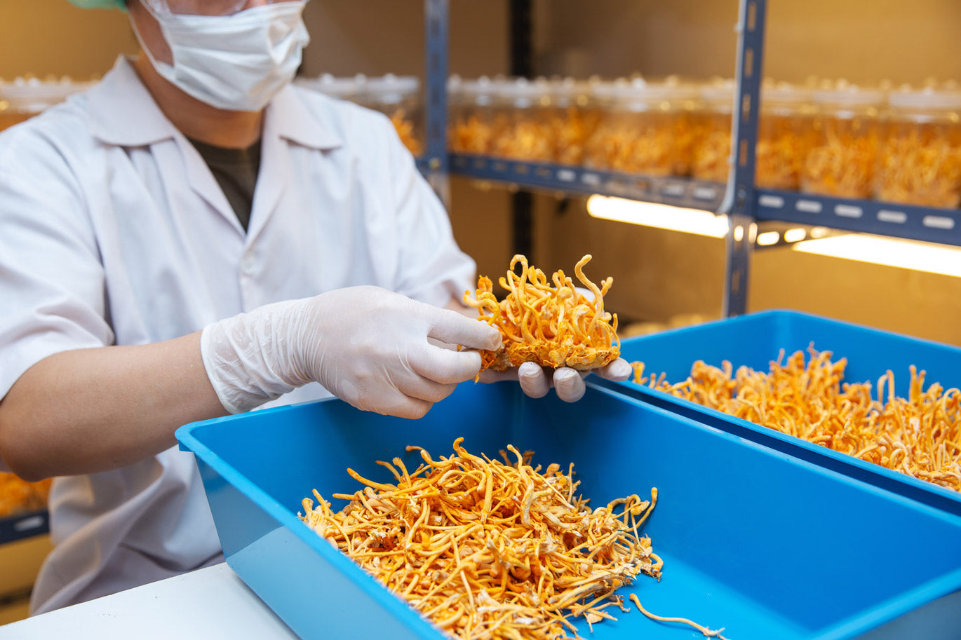 Cordyceps: El Hongo de la Energía y la Vitalidad