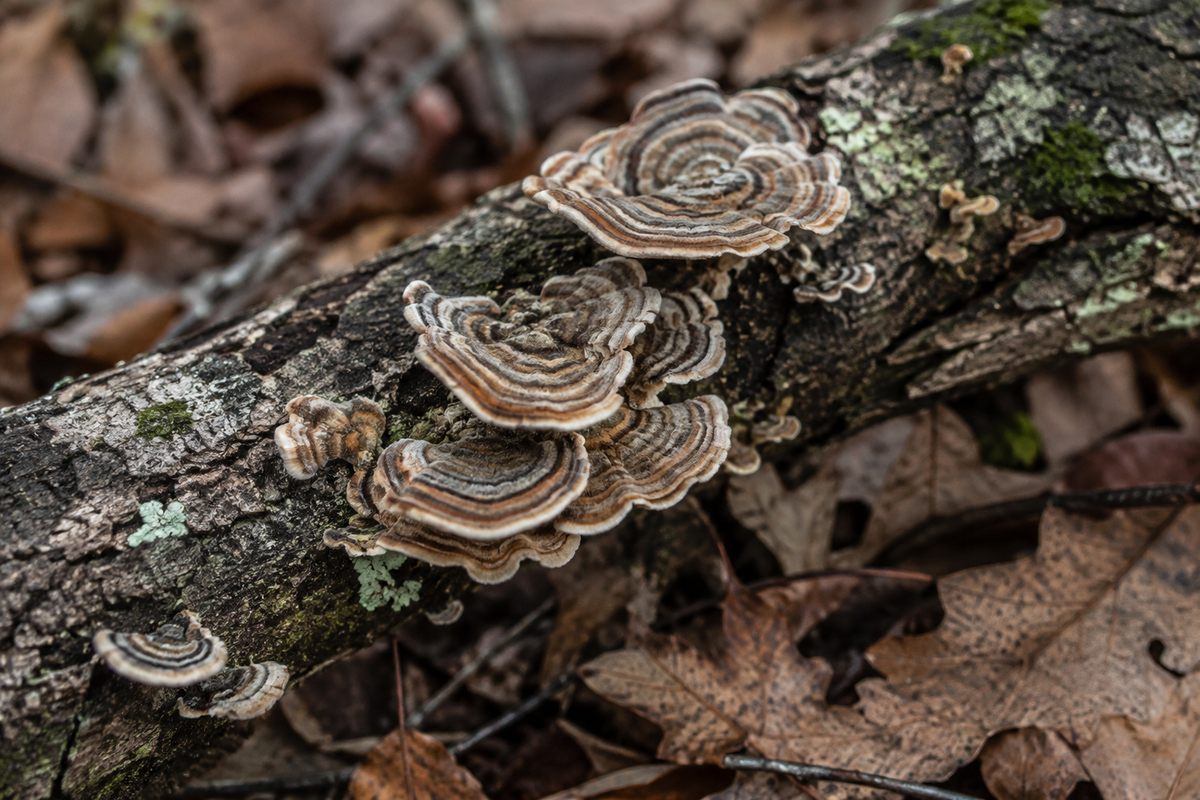 Hongos cola de pavo con bandas marrones y crema creciendo sobre una rama caída en el bosque.