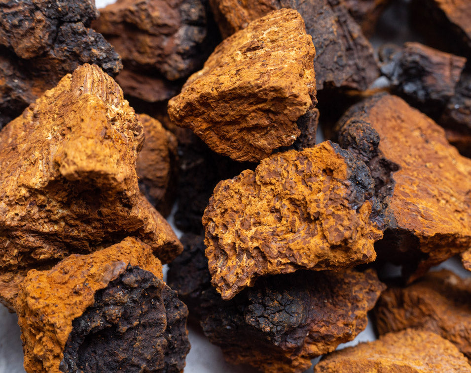 Chaga Blue Flesh