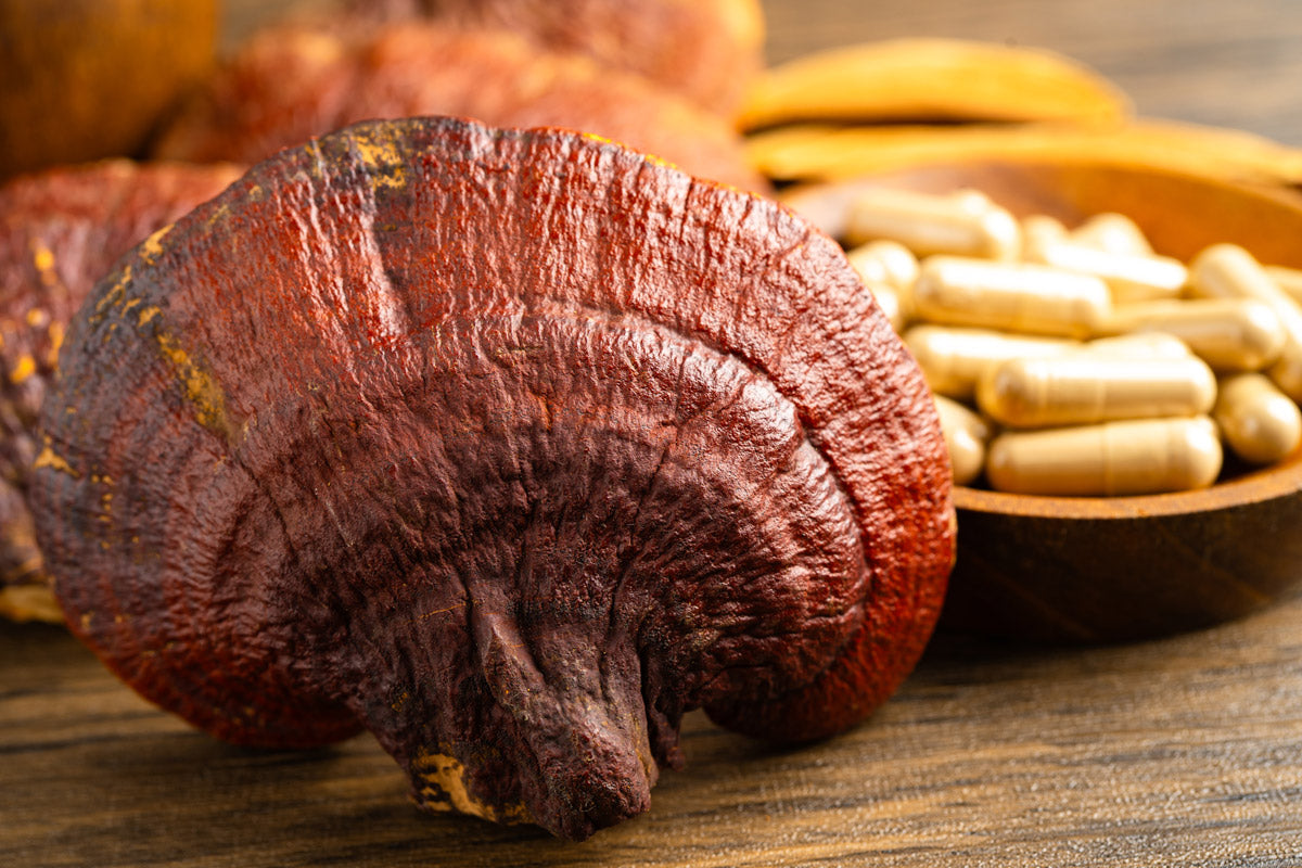 Hongo reishi para qué sirve: evidencia y cómo tomarlo