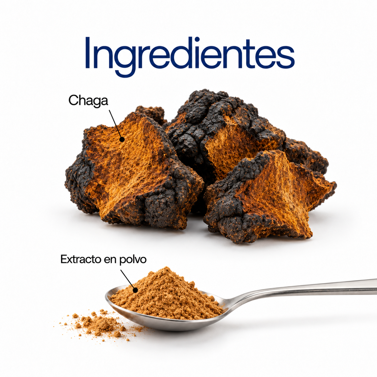 Chaga: extracto en polvo 100 g o 60 cápsulas