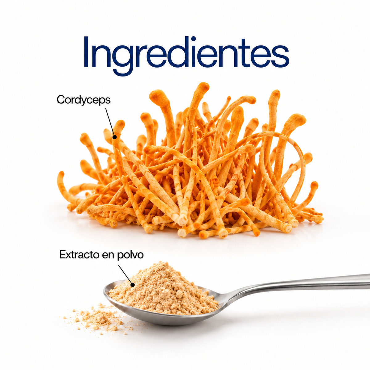 Cordyceps militaris: extracto en polvo 100 g o 60 cápsulas