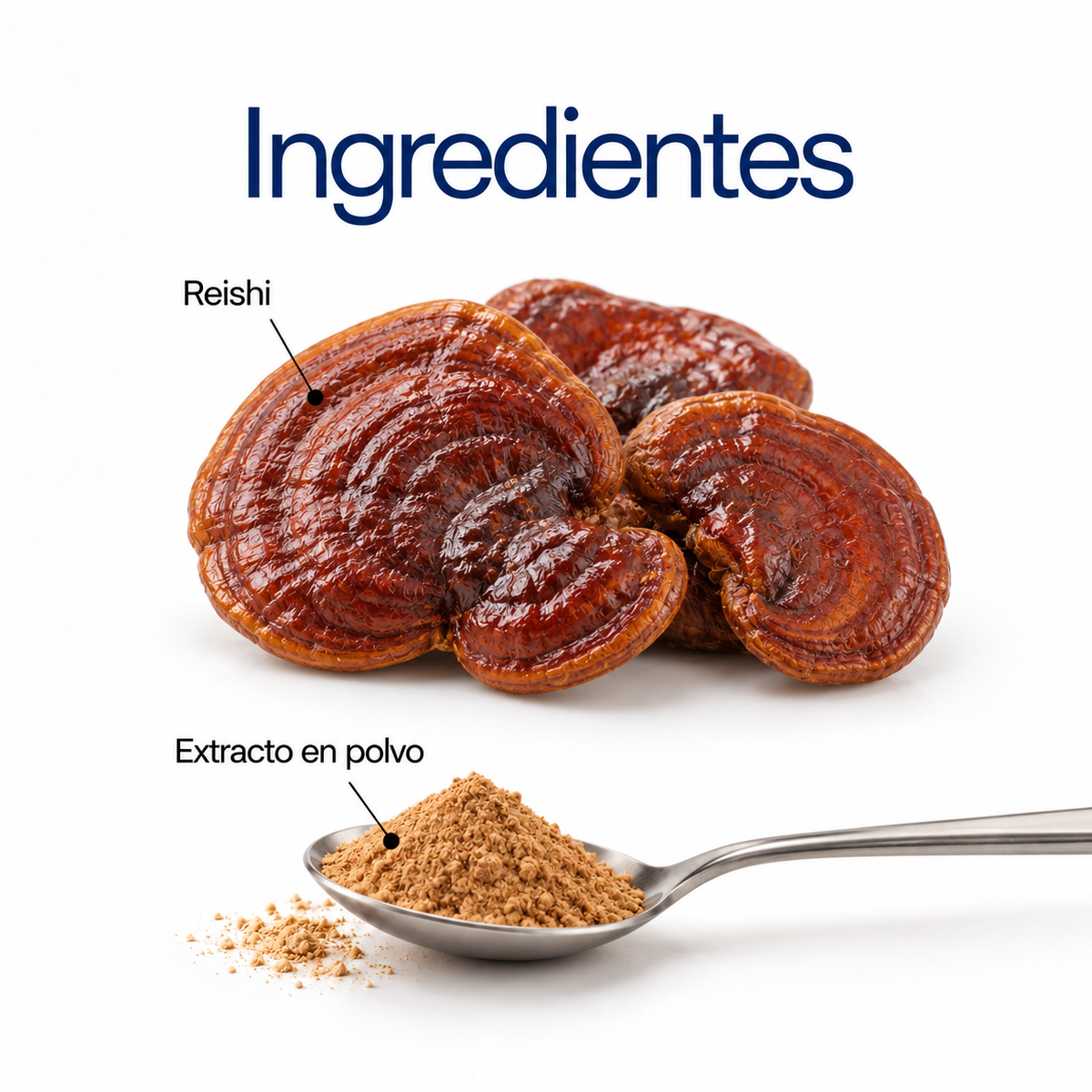 Reishi: extracto en polvo 100 g o 60 cápsulas