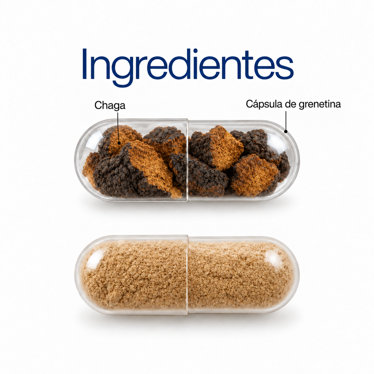 Chaga: extracto en polvo 100 g o 60 cápsulas