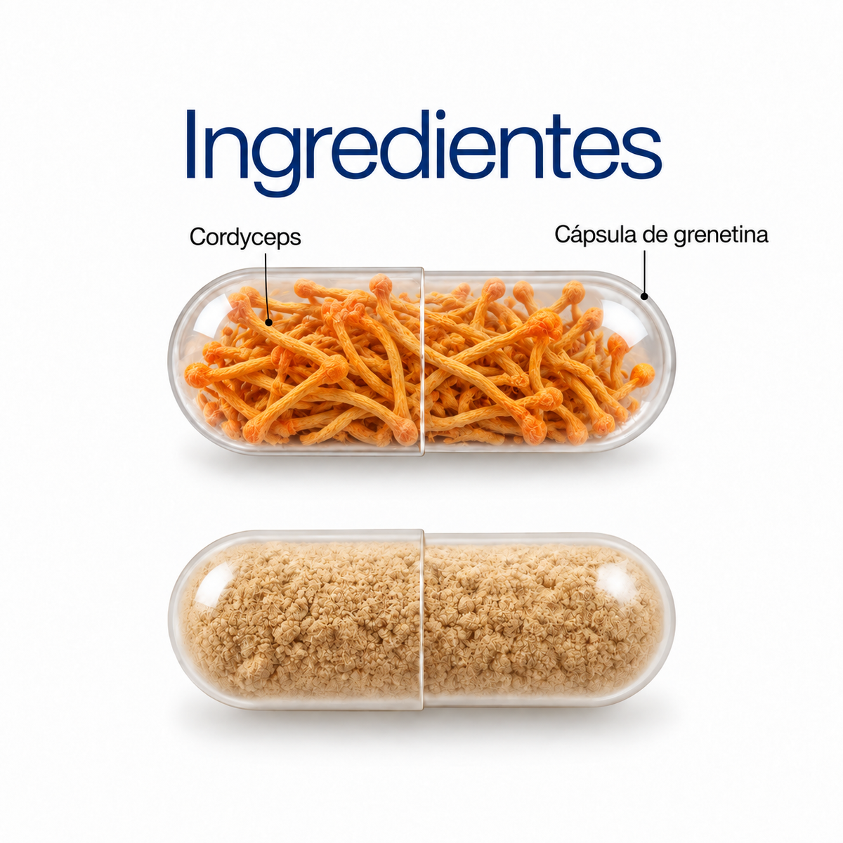 Cordyceps militaris: extracto en polvo 100 g o 60 cápsulas