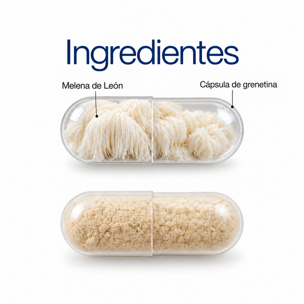 Melena de León: extracto en polvo 100 g o 60 cápsulas