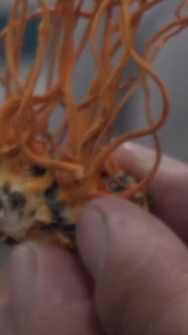 Conoce el Cordyceps