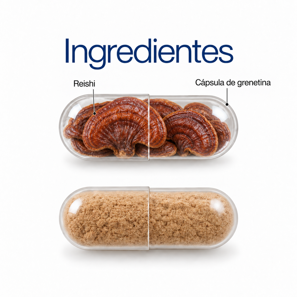 Reishi: extracto en polvo 100 g o 60 cápsulas